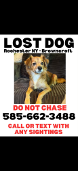Reunited Female Dog last seen Gramercy Park, Brighton, NY 14610