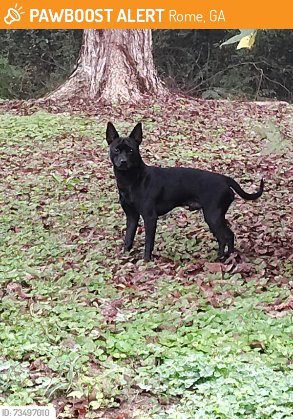 Found/Stray Male Dog last seen Dale and Couper st, Rome, GA 30161