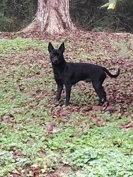 Found/Stray Male Dog last seen Dale and Couper st, Rome, GA 30161
