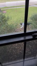Found/Stray Unknown Cat last seen San Gabriel, Plano, TX 75074
