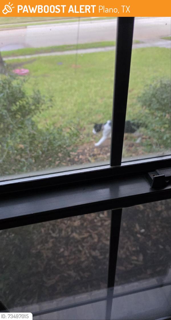 Found/Stray Unknown Cat last seen San Gabriel, Plano, TX 75074