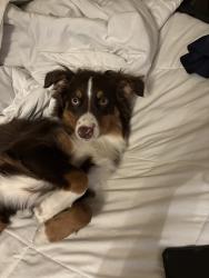 Reunited Female Dog last seen Trojan Ave, San Diego, CA 92115