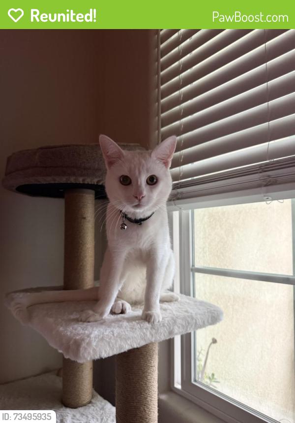 Reunited Male Cat last seen commanche st & sunrise Dr, Gilroy, CA 95020