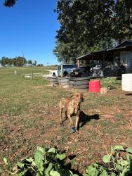 Lost Female Dog last seen Tal Phillips Road at Sunny Hill Farms, Jackson County, GA 30565
