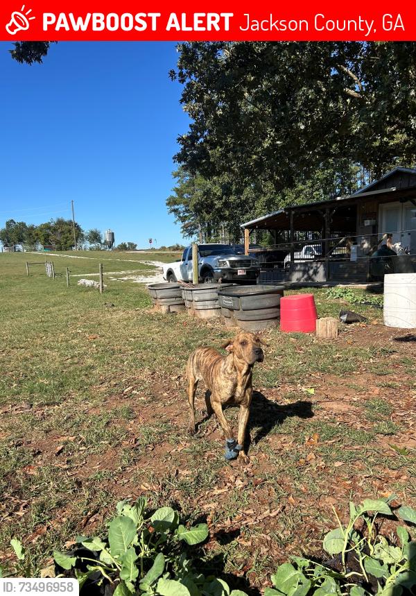 Lost Female Dog last seen Tal Phillips Road at Sunny Hill Farms, Jackson County, GA 30565