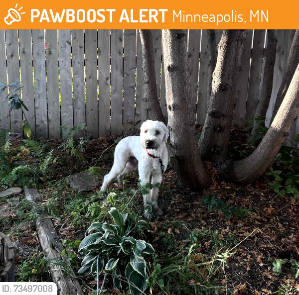 Found/Stray Male Dog last seen Penn Ave and 42nd Ave North, Minneapolis, MN 55412