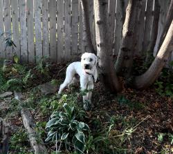Found/Stray Male Dog last seen Penn Ave and 42nd Ave North, Minneapolis, MN 55412