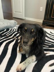Shelter Stray Female Dog last seen Bexar County, 3353 Morningside Dr, New Braunfels, TX 78132, USA