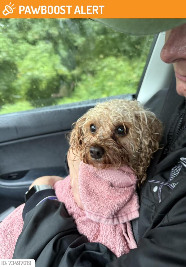Found/Stray Unknown Dog last seen twp Line Road & Susan Drive, Cheltenham Township, PA 19027