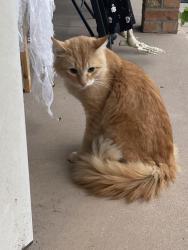 Found/Stray Female Cat last seen Stony creek, Rochester, NY 14616