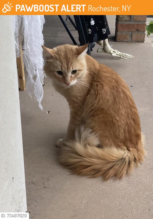 Found/Stray Female Cat last seen Stony creek, Rochester, NY 14616