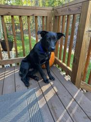 Found/Stray Male Dog last seen Piney Grove Church Rd, Stokes County, NC 27016