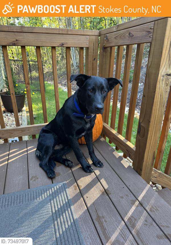 Found/Stray Male Dog last seen Piney Grove Church Rd, Stokes County, NC 27016