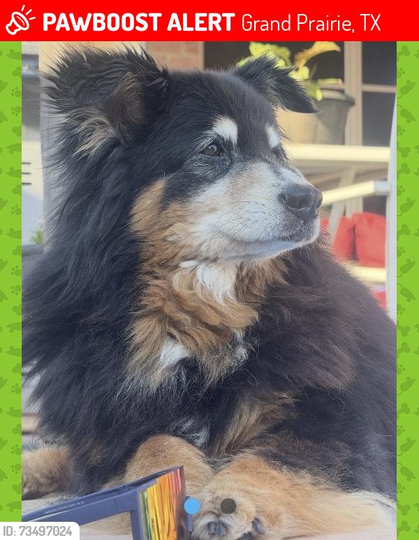 Lost Female Dog last seen Near S Holiday Dr, Grand Prairie, TX 75052