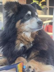 Lost Female Dog last seen Near S Holiday Dr, Grand Prairie, TX 75052