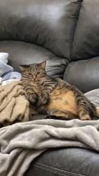 Reunited Female Cat last seen Blackwell Forest Preserve, Warrenville, IL 60555