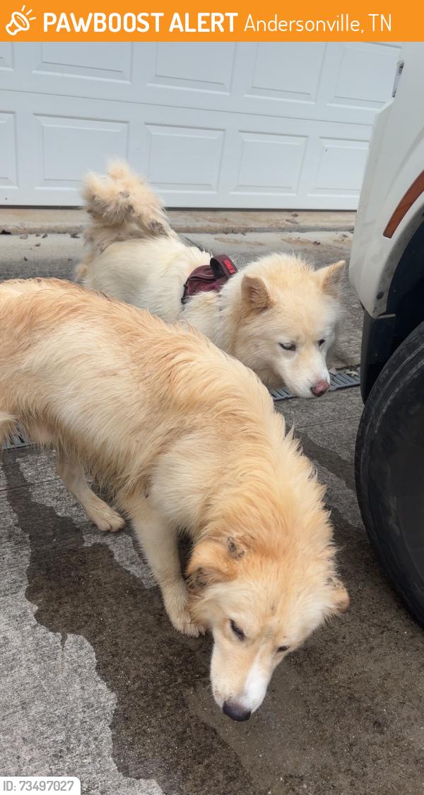 Found/Stray Unknown Dog last seen Roaming in street, Andersonville, TN 37705