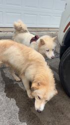 Found/Stray Unknown Dog last seen Roaming in street, Andersonville, TN 37705