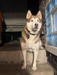 Reunited Male Dog last seen 62nd & Mozart, Chicago, IL 60629