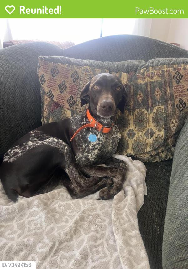 Reunited Female Dog last seen Peaceful Valley Drive and Old Neefound Rd, Buncombe County, NC 28748