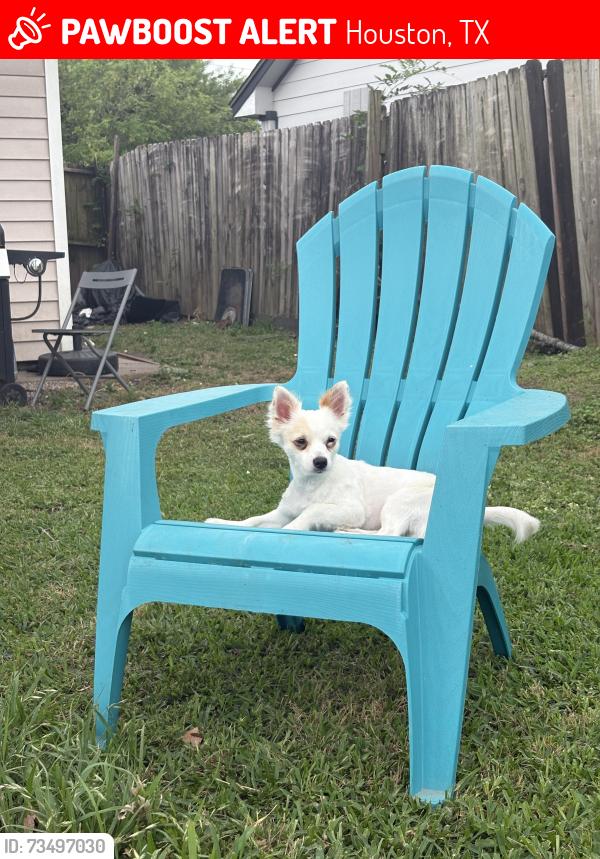 Lost Male Dog last seen Bingle, Houston, TX 77080