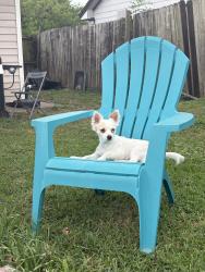 Lost Male Dog last seen Bingle, Houston, TX 77080