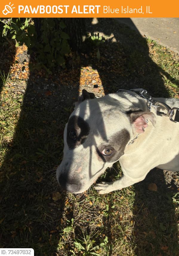 Found/Stray Male Dog last seen Near 141st St Blue Island, IL 60406 United States, Blue Island, IL 60406