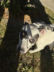 Found/Stray Male Dog last seen Near 141st St Blue Island, IL 60406 United States, Blue Island, IL 60406