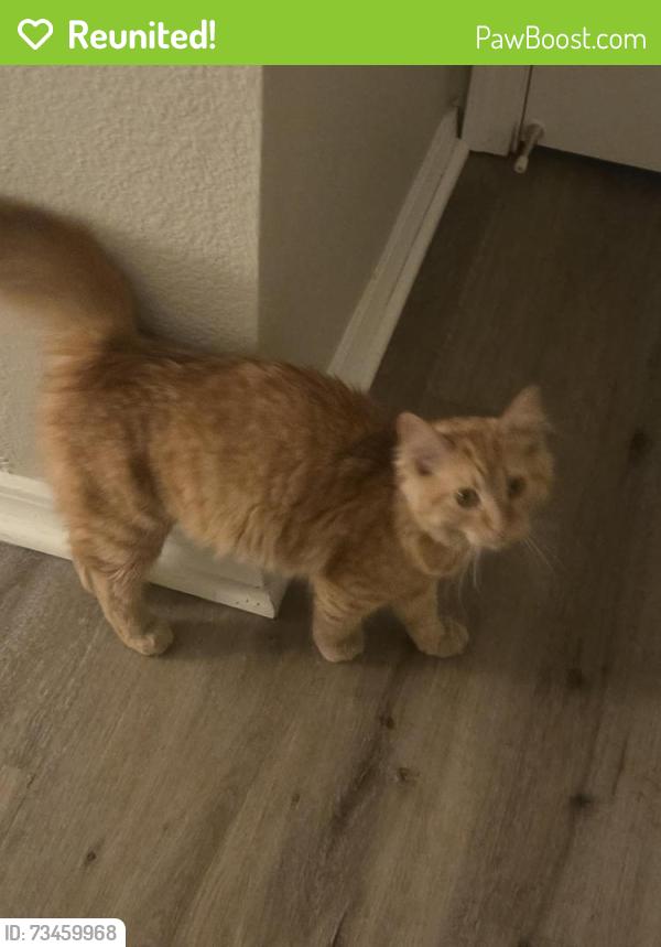 Reunited Unknown Cat last seen The oaks at stock ranch apmts, Citrus Heights, CA 95610