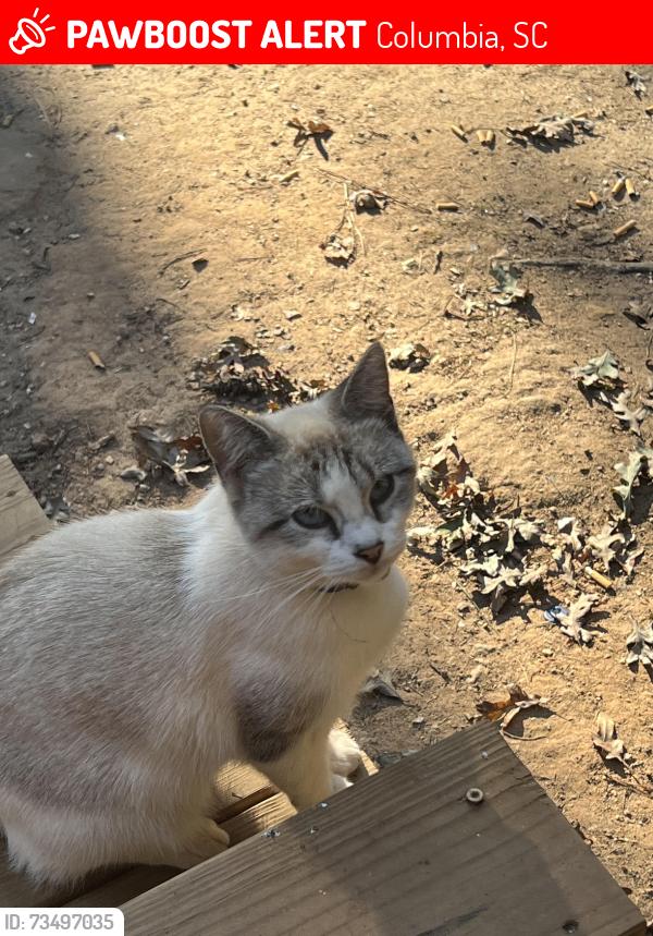 Lost Female Cat last seen Fairfield Road, Columbia, SC 29203