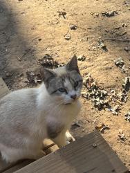 Lost Female Cat last seen Fairfield Road, Columbia, SC 29203