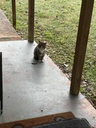 Found/Stray Male Cat last seen Delrose drive, Knoxville, TN 37914