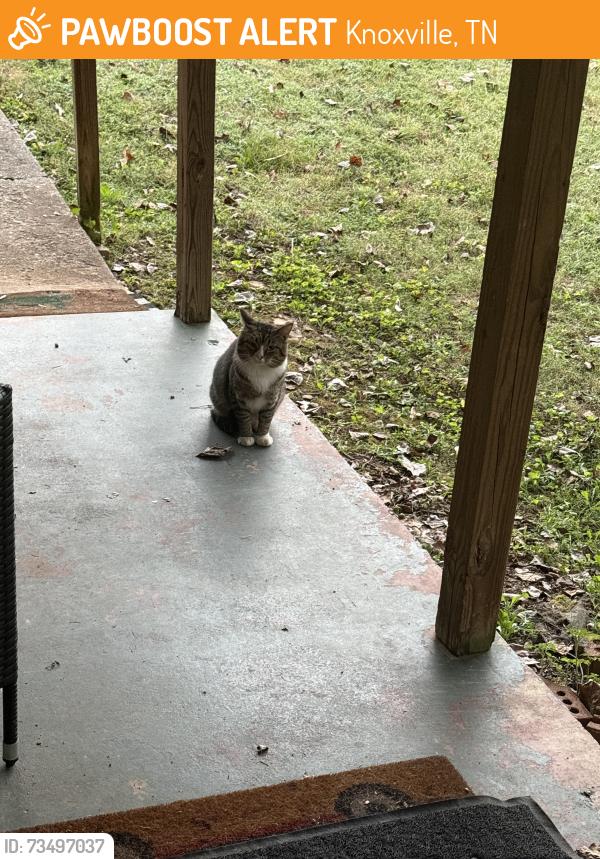 Found/Stray Male Cat last seen Delrose drive, Knoxville, TN 37914
