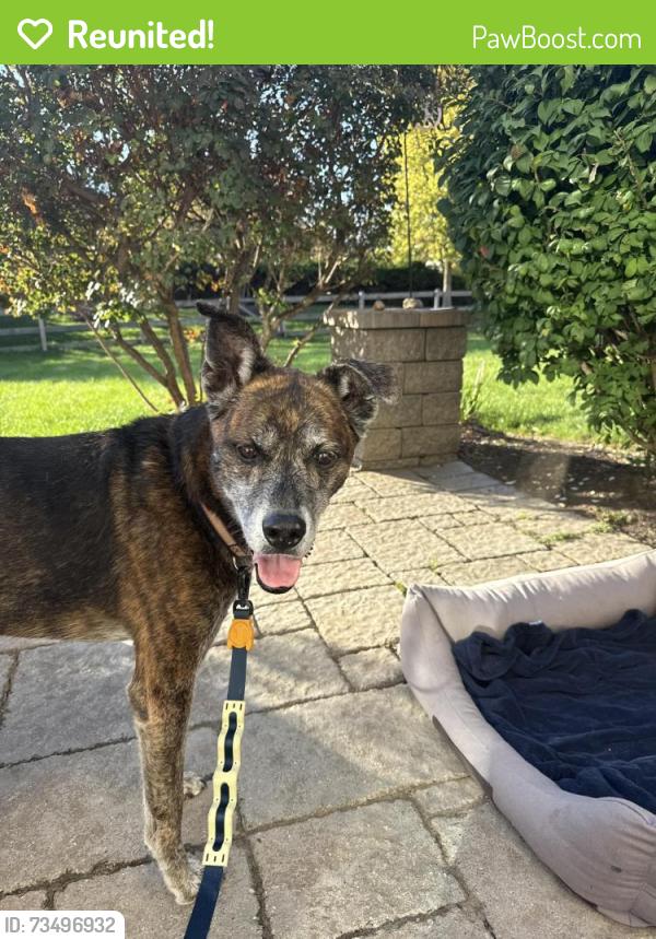 Reunited Unknown Dog last seen Shadow hill neighborhood, Elgin, IL 60124