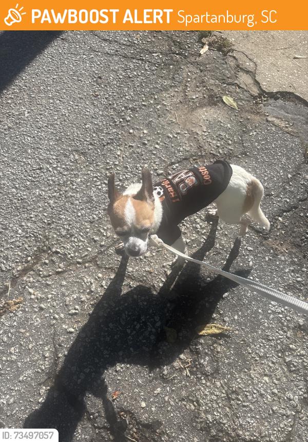 Found/Stray Male Dog last seen Near Fremont Ave., Spartanburg, SC 29303