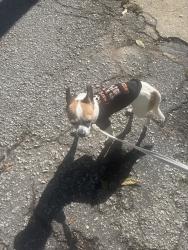 Found/Stray Male Dog last seen Near Fremont Ave., Spartanburg, SC 29303
