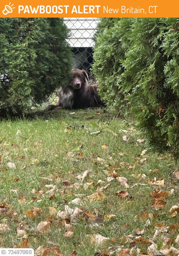 Found/Stray Unknown Dog last seen Broad street, New Britain CT, New Britain, CT 06053