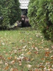 Found/Stray Unknown Dog last seen Broad street, New Britain CT, New Britain, CT 06053
