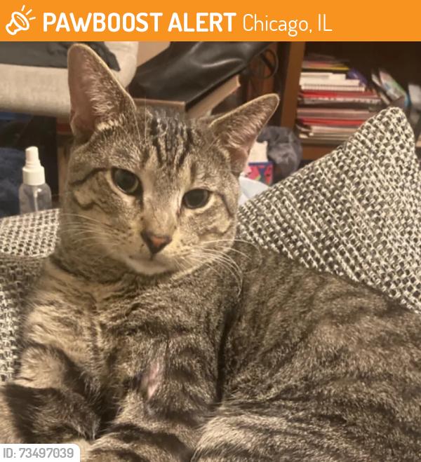 Found/Stray Male Cat last seen Pulaski and Belmont, Chicago, IL 60641