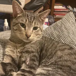 Found/Stray Male Cat last seen Pulaski and Belmont, Chicago, IL 60641