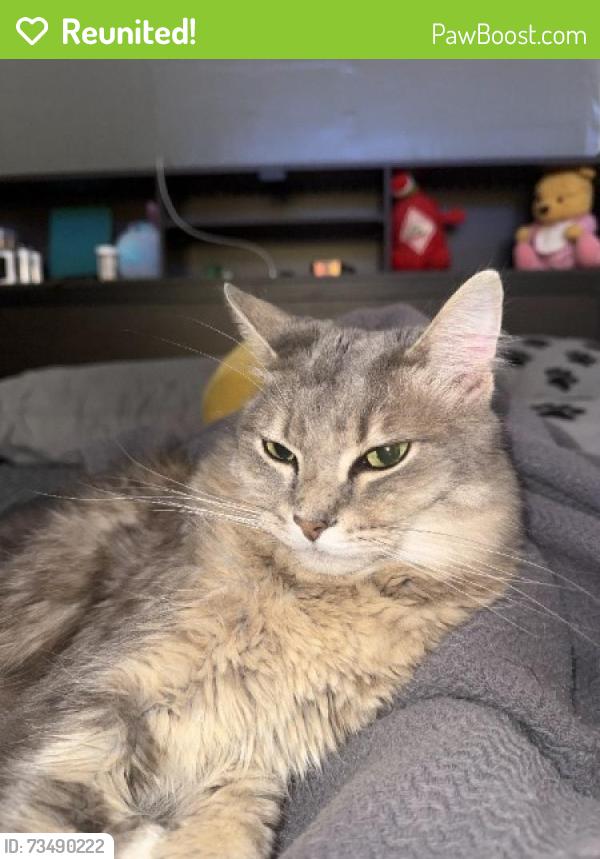 Reunited Male Cat last seen Near Washington St Hollywood Fl, Hollywood, FL 33020