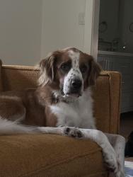 Reunited Male Dog last seen Charlestown Drive, Dallas, TX 75230