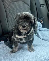 Reunited Male Dog last seen Coachmans Drive, Merseyside, England L12 0AG