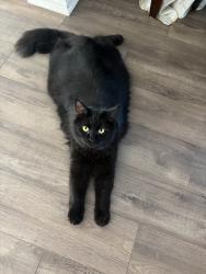 Reunited Male Cat last seen Near Rue Hogue, Sainte-Thérèse, QC J7E 3C5, Canada, Sainte-Thérèse, QC J7E 3C5
