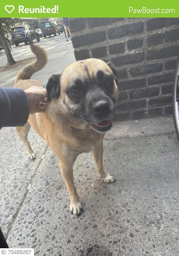 Reunited Unknown Dog last seen Union and 8th, Brooklyn, NY 11215