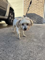 Found/Stray Unknown Dog last seen White field drive, Fort Wayne, IN 46804