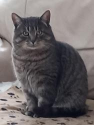 Lost Male Cat last seen 17th and Pierre Thuot, Saint-Jean-sur-Richelieu, QC J2X 5J1