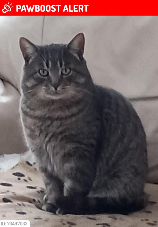 Lost Male Cat last seen 17th and Pierre Thuot, Saint-Jean-sur-Richelieu, QC J2X 5J1