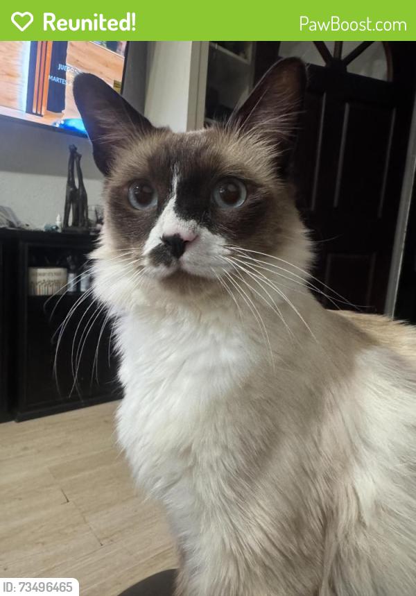 Reunited Male Cat last seen Near w clover ave, Rialto, CA 92376