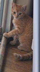Reunited Male Cat last seen Elk and Makalya, Aumsville, OR 97325